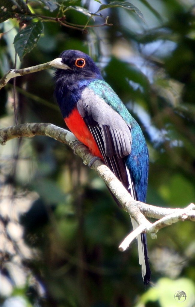 A male Surucua Trogon, which is native to Argentina, Brazil, Paraguay and Uruguay, at Iguazú falls.