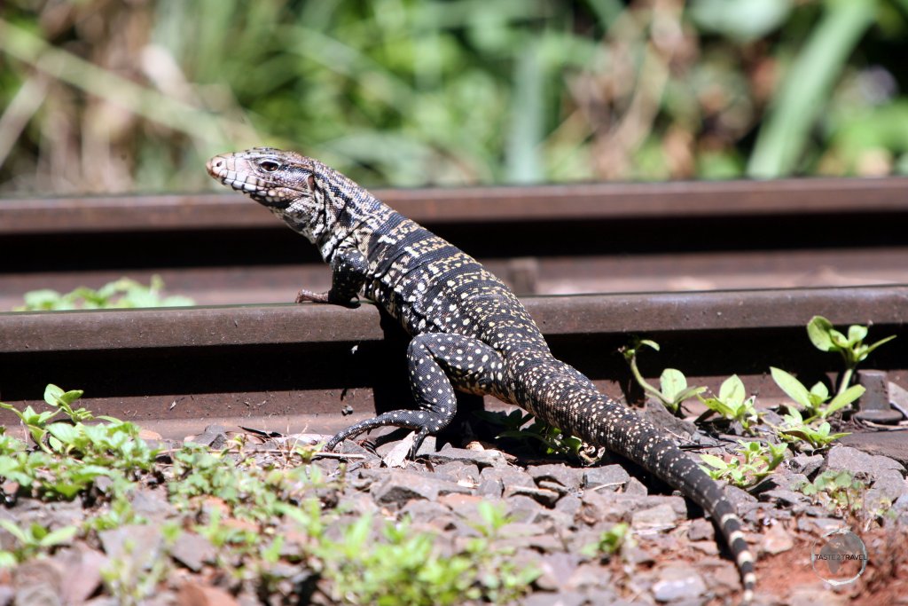 An Argentine Black And White Tegu, crossing the rail line at Iguazú Falls.