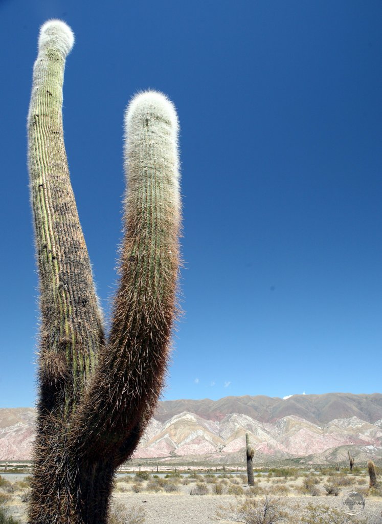 A towering Cardon Grande cactus in the Los Cardones National Park in the north-west of Argentina.