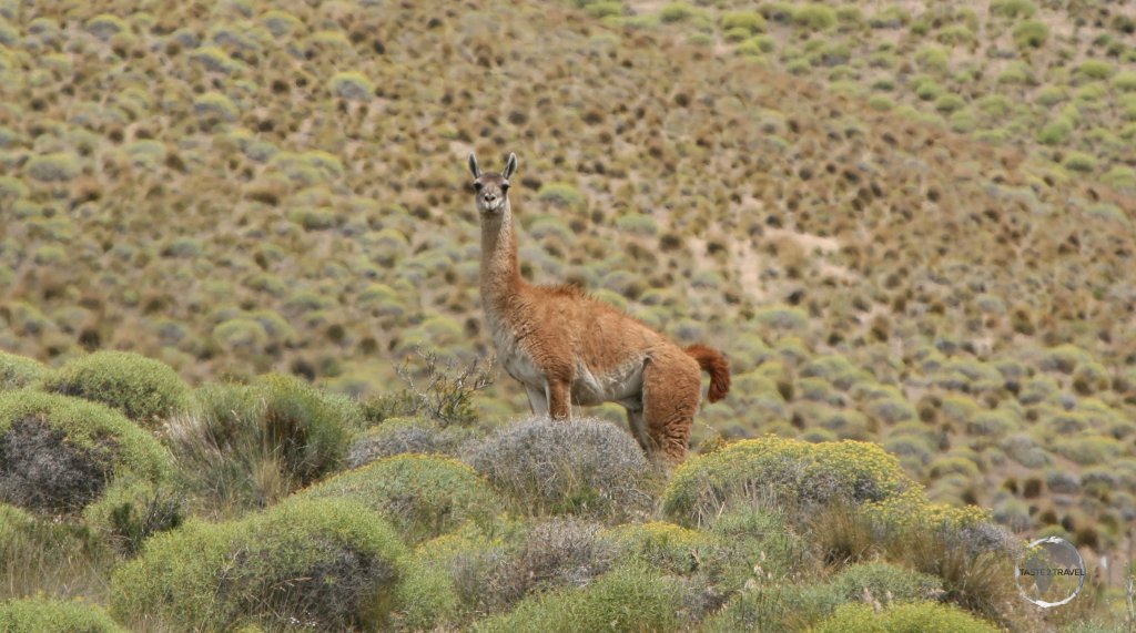 The largest of the four South American camelids, the Guanaco is one of two wild camelids, along with the much smaller Vicuña, which inhabit the higher elevations of the Andes.