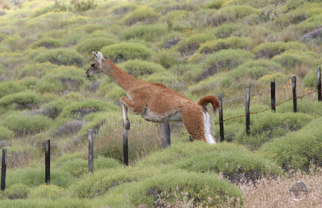 A roadside fence in Patagonia presents no obstacle for a leaping Guanaco.