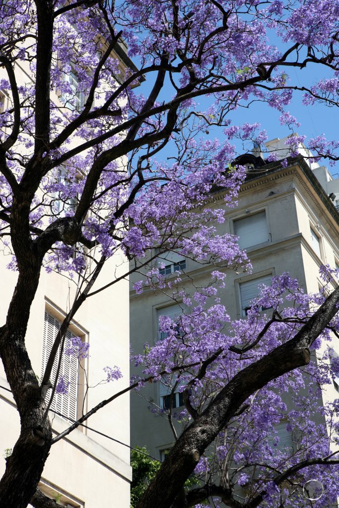 Native to Brazil - 15,000 Jacaranda trees decorate the streets of Buenos Aires, complementing the architecture of the city.