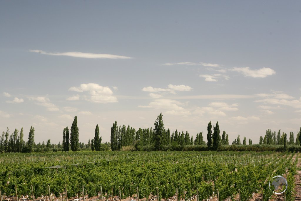 A view of a vineyard in Mendoza, the main wine producing region of Argentina.