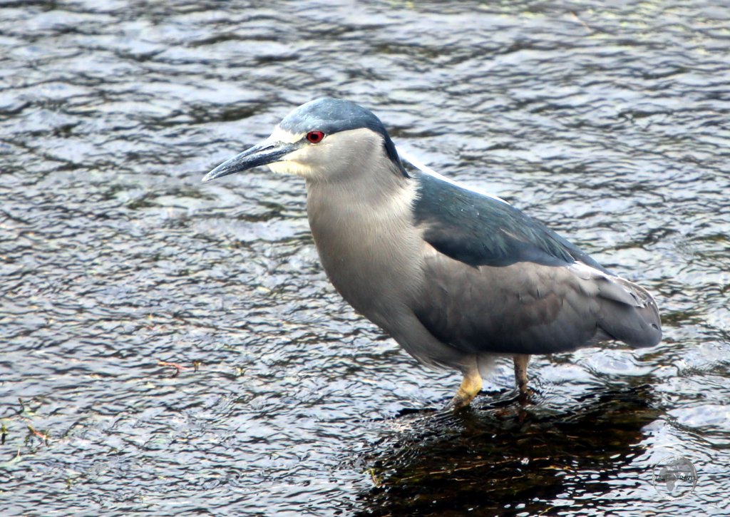 A Black-crowned Night Heron in the Tierra del Fuego National Park, Argentina.