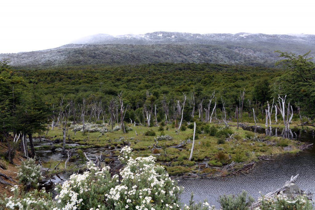 A view of the Tierra del Fuego National Park, Argentina - one of the most southerly national parks in the world.
