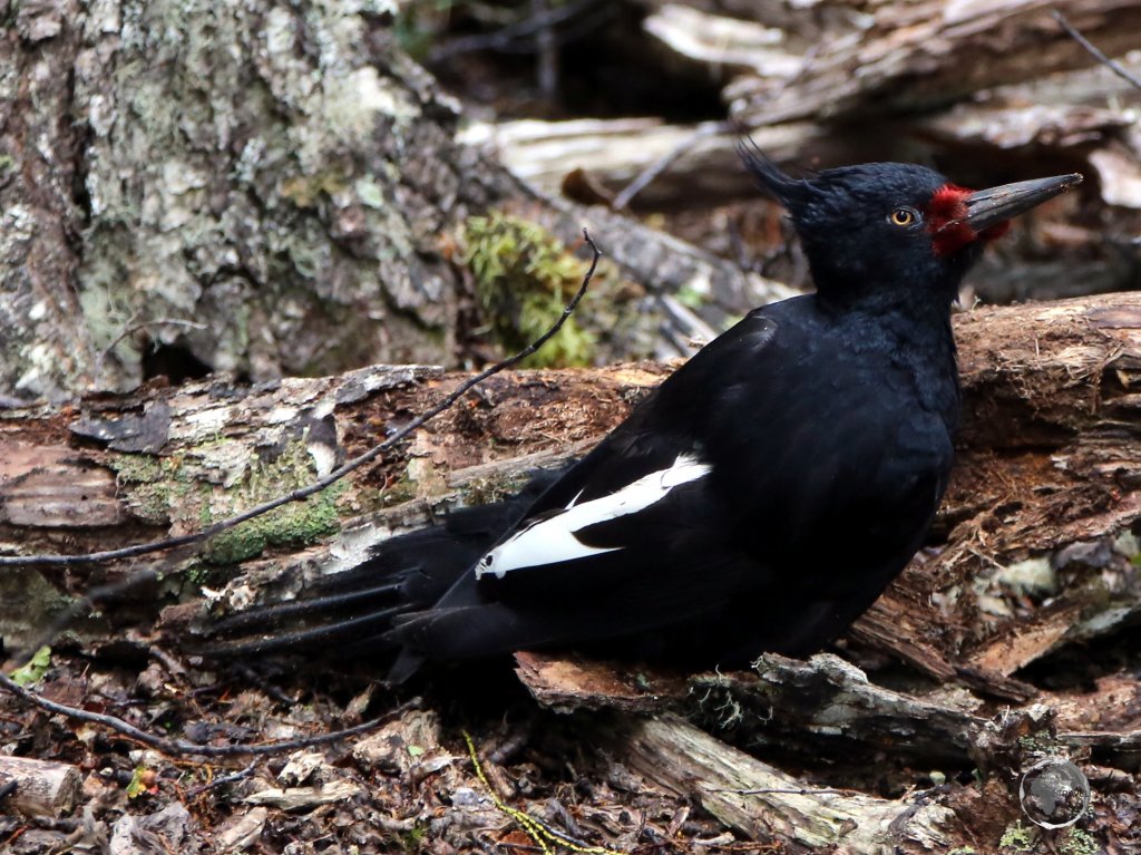 A female Magellanic Woodpecker in the Tierra del Fuego National Park, Argentina.