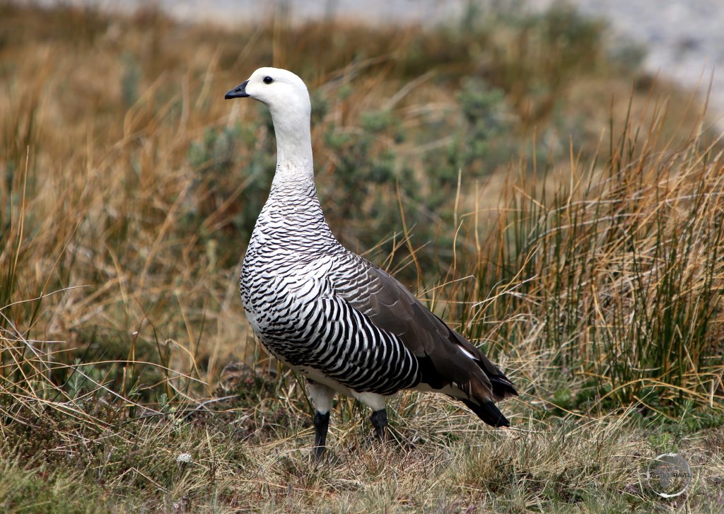 A male Upland goose at Laguna Esmeralda in Tierra del Fuego, Argentina.