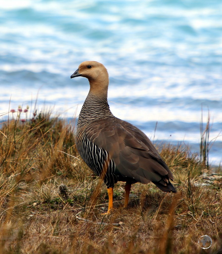 A female Upland goose at Laguna Esmeralda in Tierra del Fuego, Argentina.