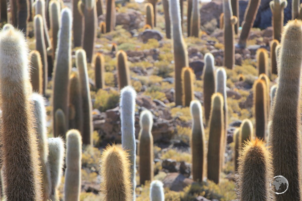 The cactus which covers Isla Incahuasi is the very slow-growing, 'Trichocereus pasacana' (Pasacana Tree Cactus), which grows at a rate of 1 cm per year.
