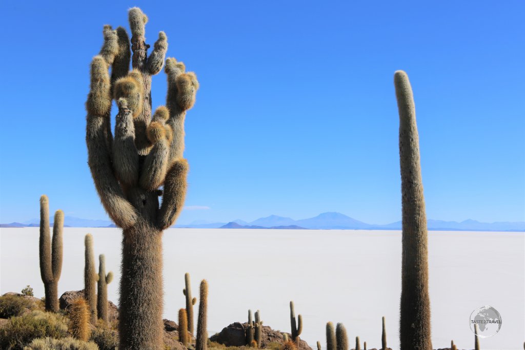 In the heart of the Salar de Uyuni salt flats lies a truly surreal sight which is 'Isla Incahuasi', the summit of an ancient volcano, which supports many cacti and some wildlife.