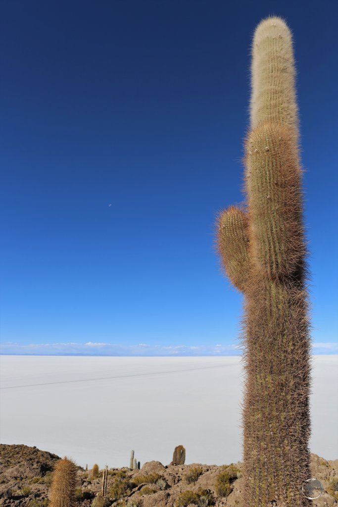The stark contrast with the barren Salar de Uyuni is what makes the abundant plant life on Inca Incahuasi all the more fascinating.