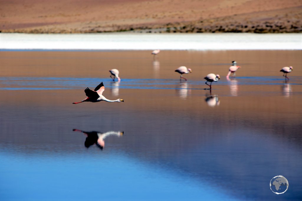 An Andean flamingo, flying over Canapa lagoon in the Salar de Uyuni, Bolivia.