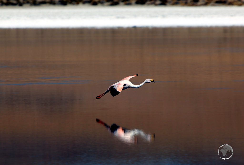 An Andean flamingo, landing on Canapa lagoon in the Salar de Uyuni, Bolivia.