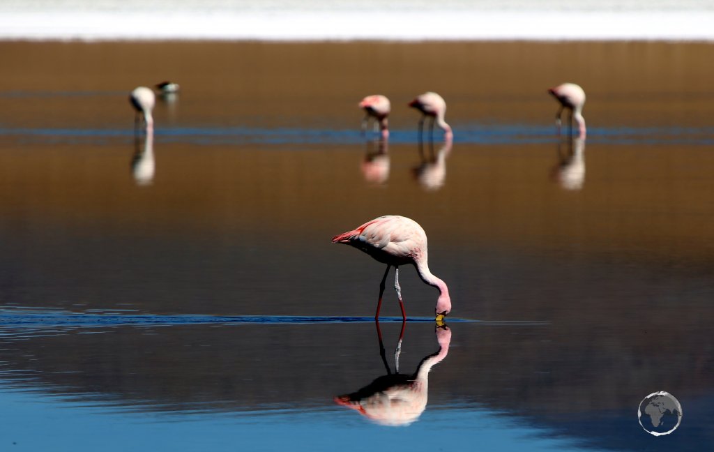 James's flamingos filter feeding at the Laguna Colorada (Red Lagoon) in the Bolivian altiplano.