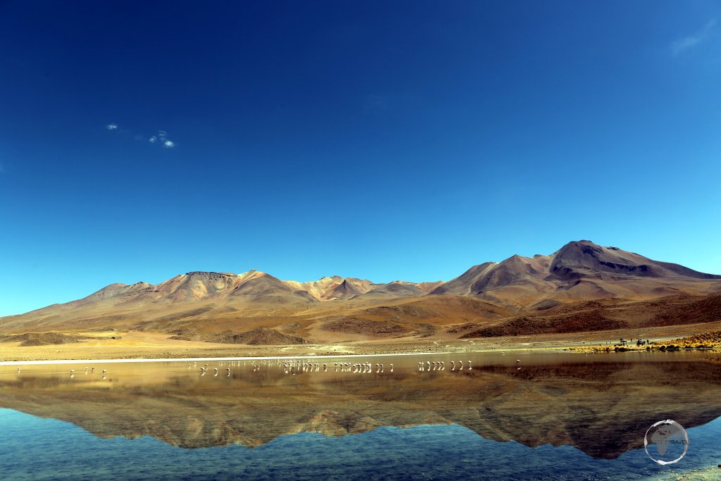 A view of Laguna Cañapa (Cañapa lagoon), a high-altitude saline lagoon which is surrounded by Andean flora and three volcanoes.