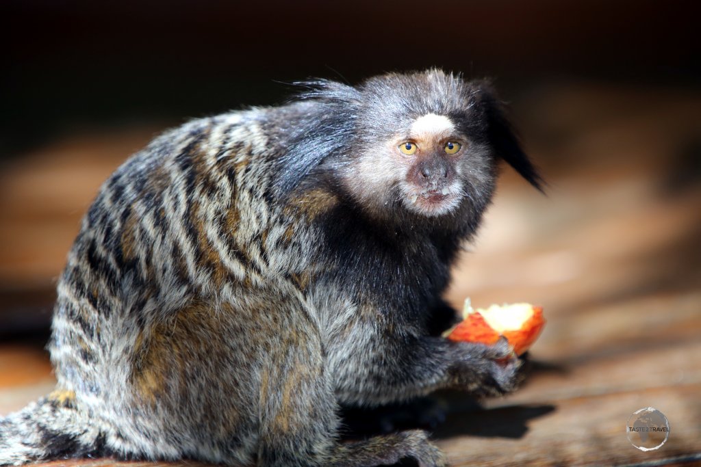 The Black-tufted marmoset, such as this one at Inhotim Botanical gardens, is a species of monkey found in the forests of the Brazilian Central Plateau.