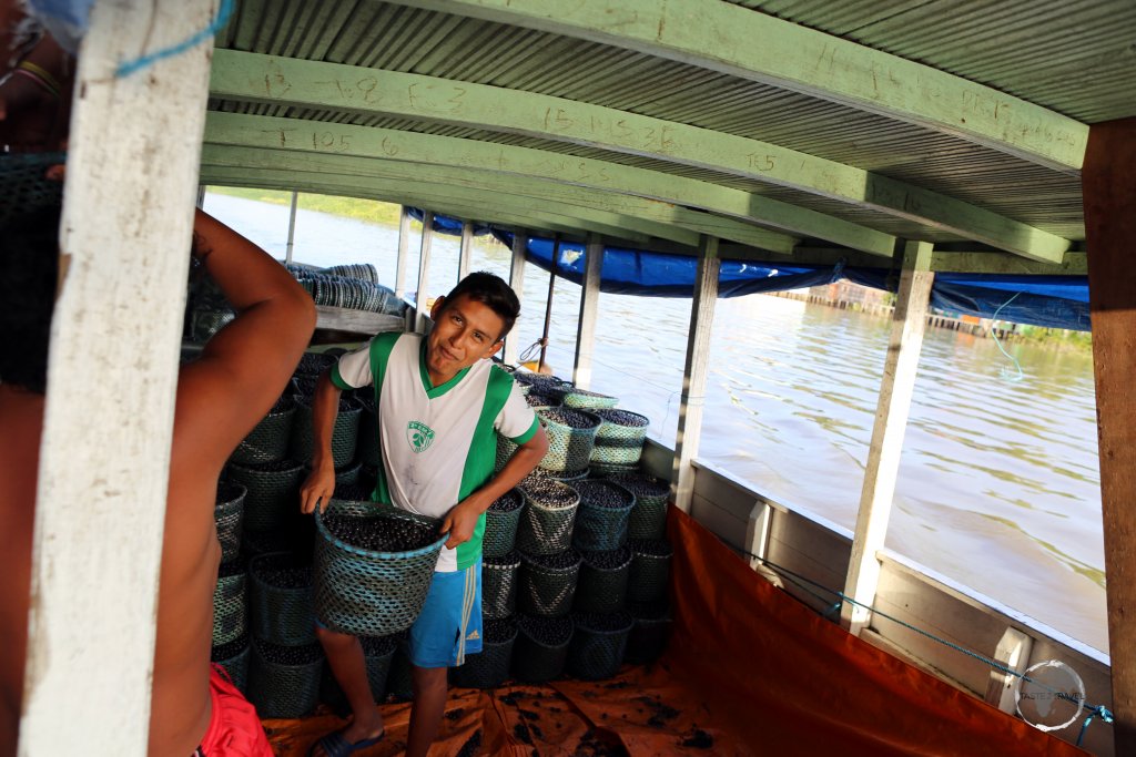 Açaí farmers, whose plantations are in the remote Amazon jungle, loading their berries onto our boat for transportation to Macapá city.
