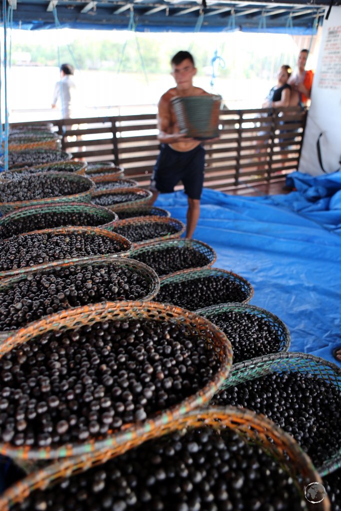 Baskets of Açaí berries, which were harvested in the middle of the Amazon jungle, being loaded onto our boat to Macapá, Brazil.