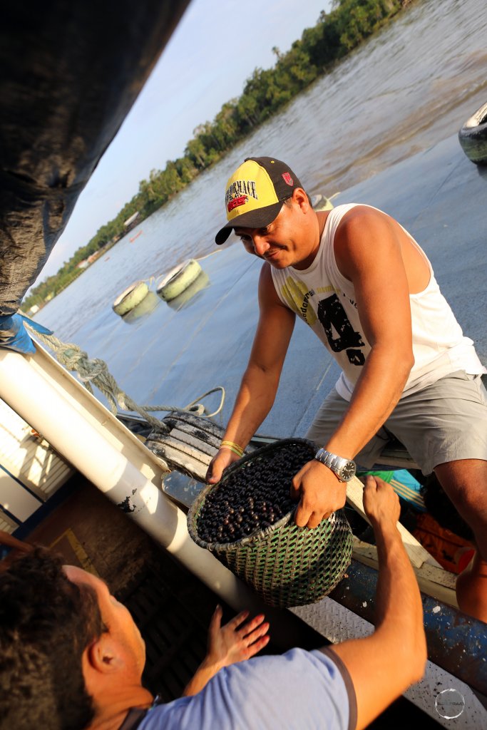 Açaí farmers, whose plantations are in the remote Amazon jungle, loading their berries onto our boat for transportation to Macapá city.