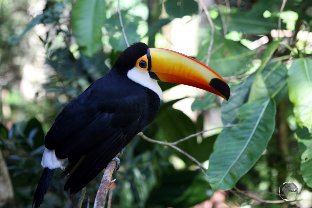 The Toco toucan, such as this one at Iguaçu Falls, is the largest and probably the best known species in the toucan family.