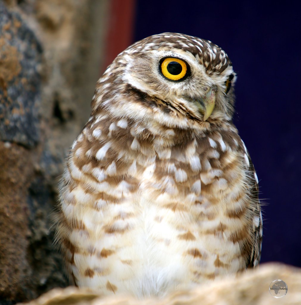 A Burrowing owl at Forte dos Reis Magos, a Portuguese fortress located in the city of Natal in the Brazilian state of Rio Grande do Norte.
