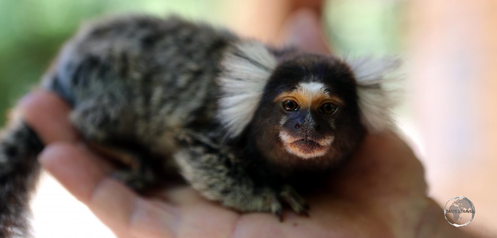 A very tiny, friendly and curious Common marmoset, seen here at Pipa beach, is a common sight along the north-eastern coast of Brazil.