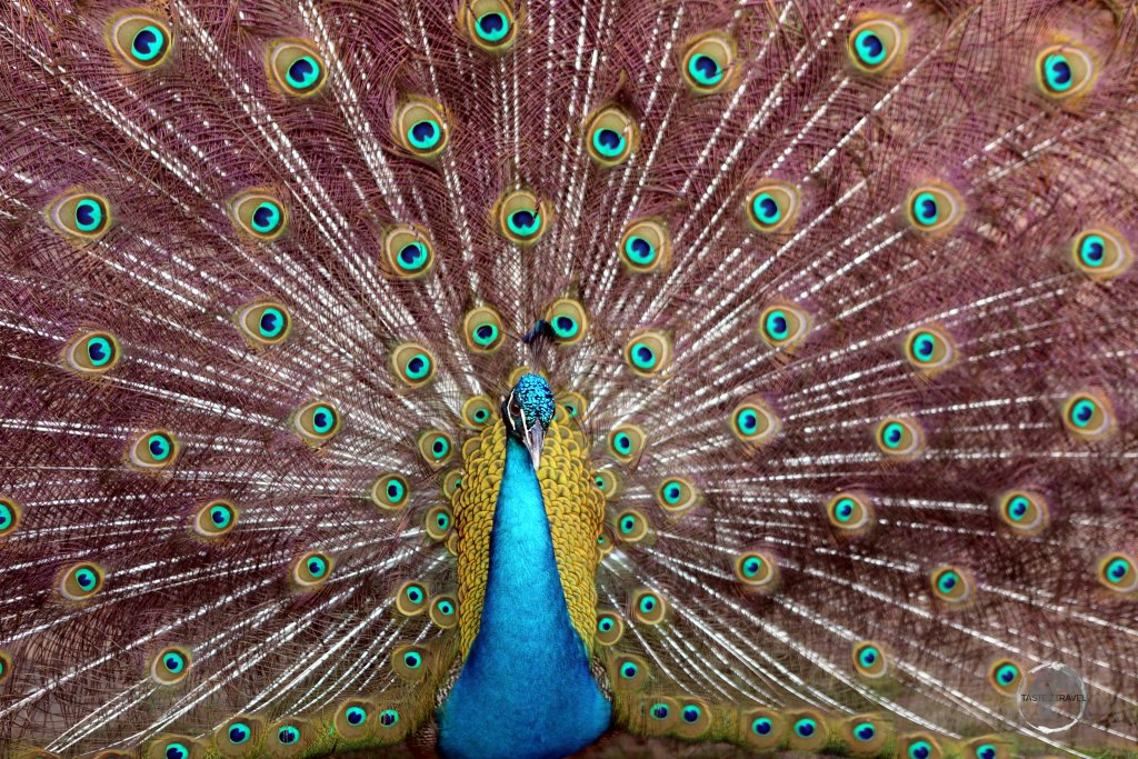 A peacock at Pipa Beach, a highlight of the Brazilian state of Rio Grande do Norte.