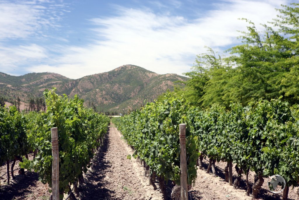The interior of central Chile is home to many wineries which are renown for their full-bodied Cabernet Sauvignon red wines.