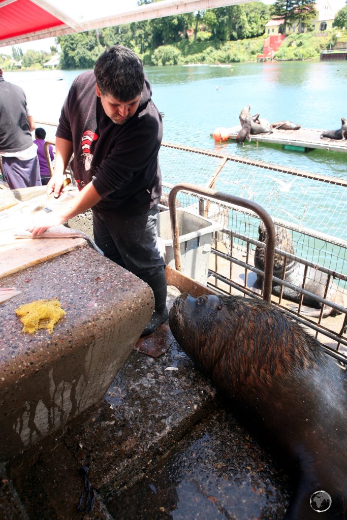 The port city of Valdivia is known for its 'urban' colony of South American sea lions which live in the port area, where a free fish meal is easy to find.