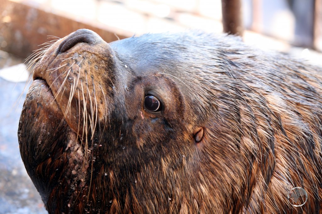 A male South American sea lion in Valdivia, Chile.