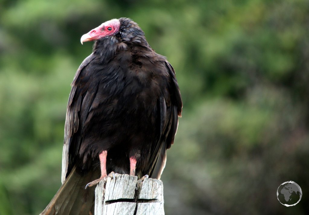 Keen scavengers, Turkey vultures, such as this one on Chiloe Island in southern Chile, can be found throughout Central and South America.