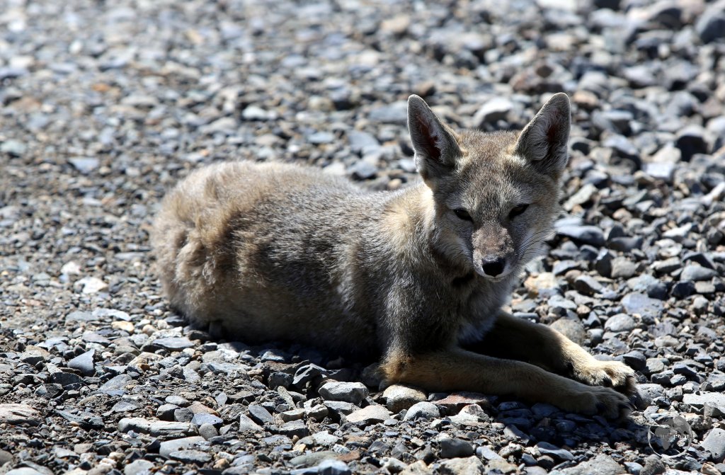 A South American grey fox, also known as the Patagonian fox, relaxing on the shores of the Magellan channel in Tierra del Fuego, Chile.