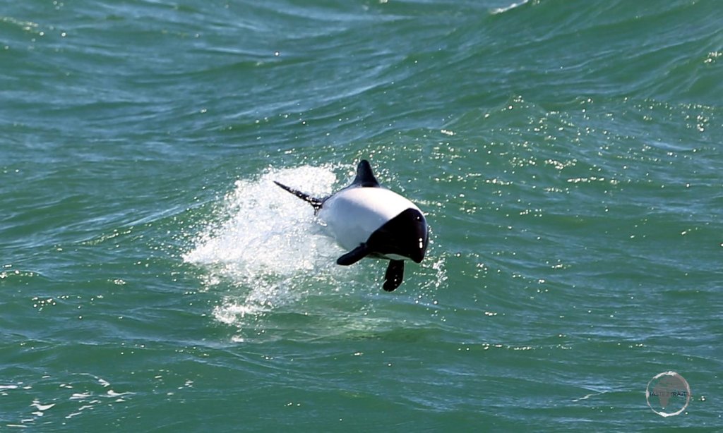 A truly bizarre sight, a Commerson's dolphin swimming alongside our ferry as we cross the Magellan channel from Tierra del Fuego to the South American continent.