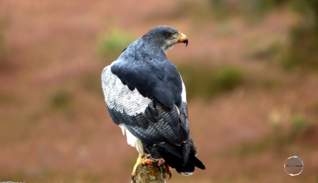 The Black-chested buzzard-eagle is a bird of prey found throughout Patagonia.