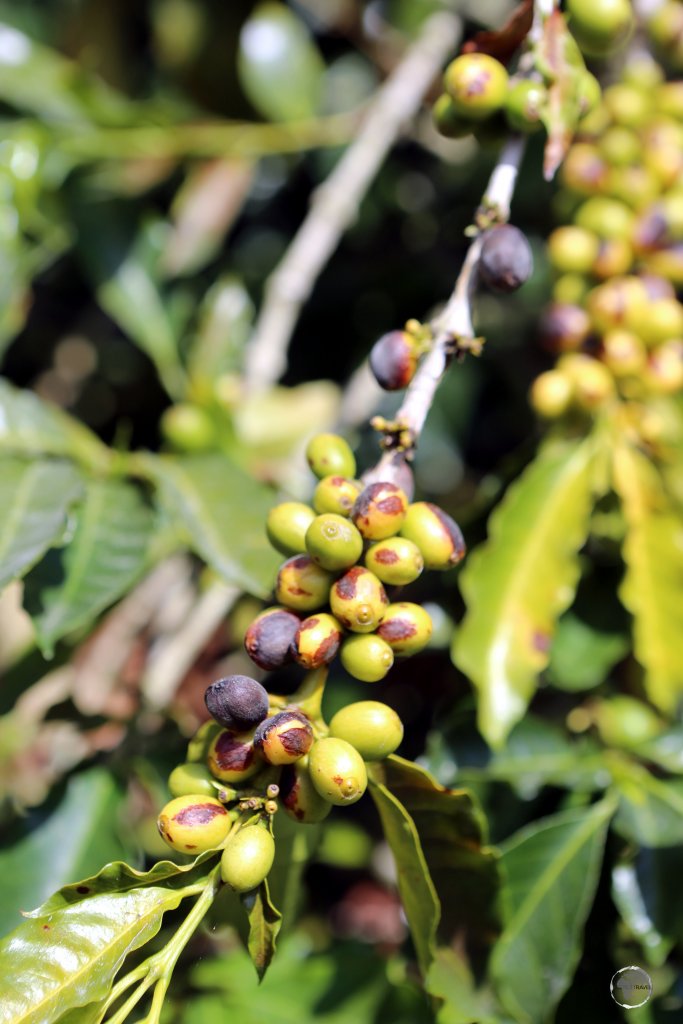 Coffee beans on a coffee tree at Hacienda Venecia, near Manizales, Colombia.