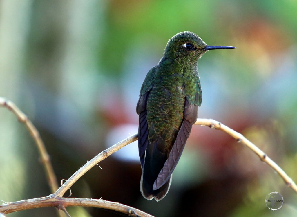 A Viridian Metaltail hummingbird at the 'Recinto del Pensamiento', Manizales, Colombia.