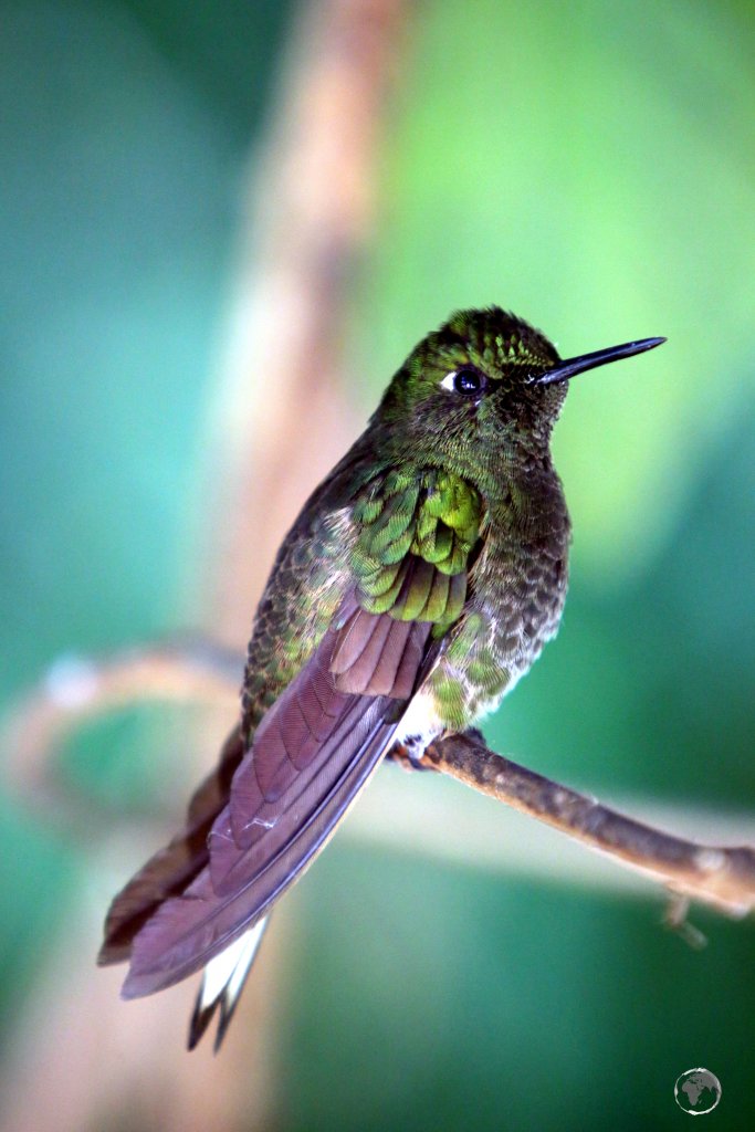 A Viridian Metaltail hummingbird at the 'Recinto del Pensamiento', which is set in the cloud forest 11km from Manizales, Colombia.