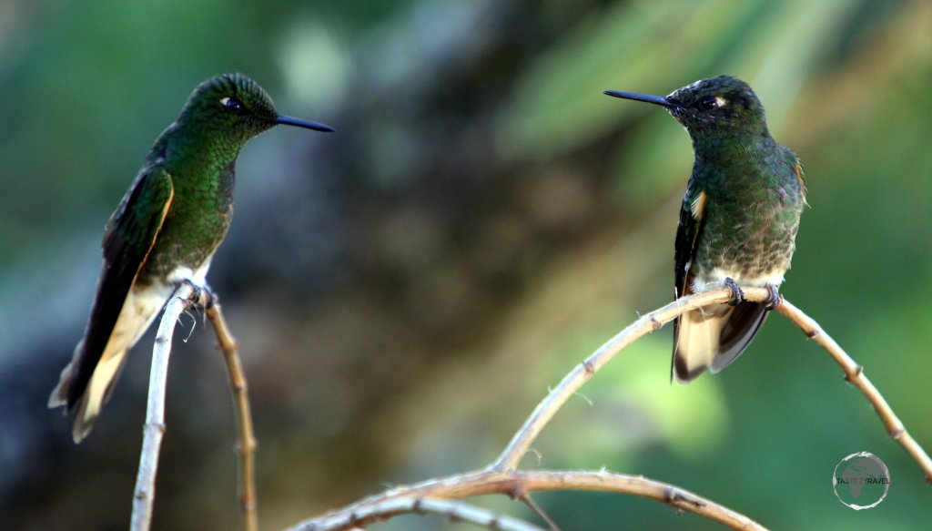 A pair of Viridian Metaltail hummingbirds at the Recinto del Pensamiento in Manizales, Colombia.
