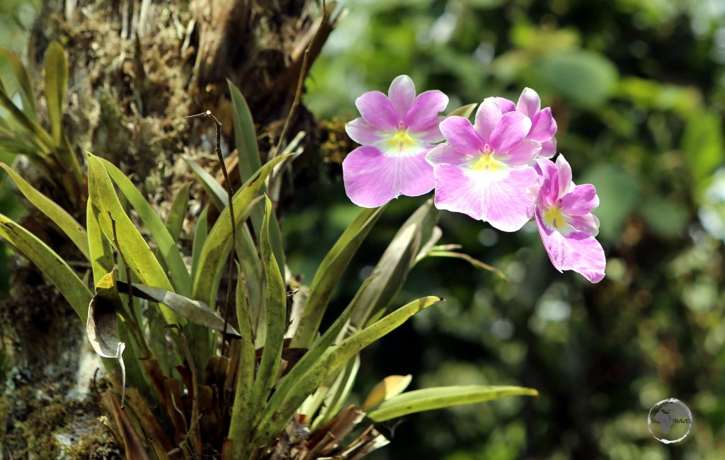 A Purple moth orchid in the garden of the 'Estelar Recinto Del Pensamiento Hotel' resort near Manizales, Colombia.