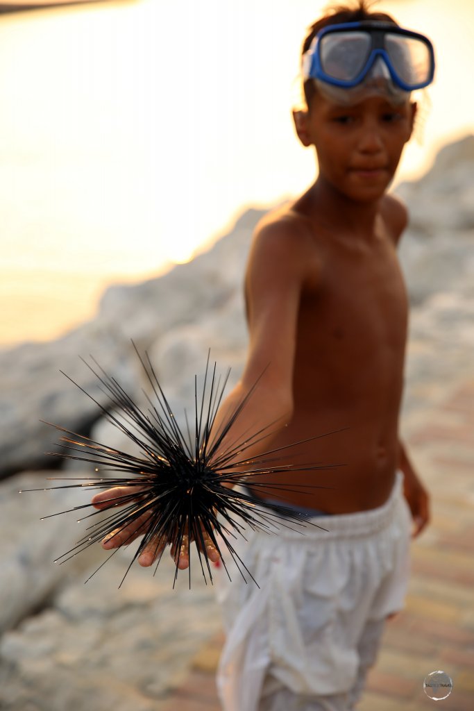 A young snorkeler in Santa Marta, handling a 'Diadema setosum', a species of long-spined sea urchin.