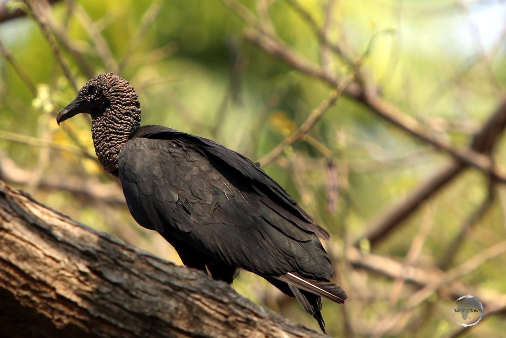 A Black Vulture at 'La Quinta de Bolívar' museum in Santa Marta, Colombia.