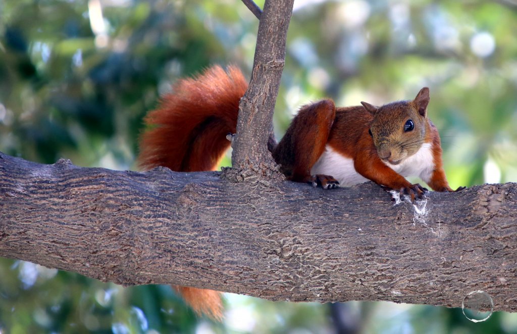 A Southern Amazon Red Squirrel at 'La Quinta de Bolívar' museum in Santa Marta, Colombia.