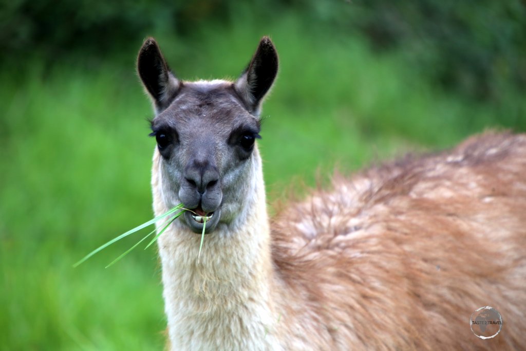 A llama in the garden of 'Hosteria La Cienega', an historic country estate located near Cotopaxi volcano which is more than 400 years old and is one of the oldest colonial haciendas in Ecuador.