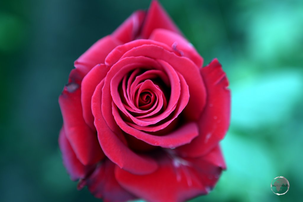 Unlike roses from other countries, plump Ecuadorian roses have larger buds and longer, thicker stems.