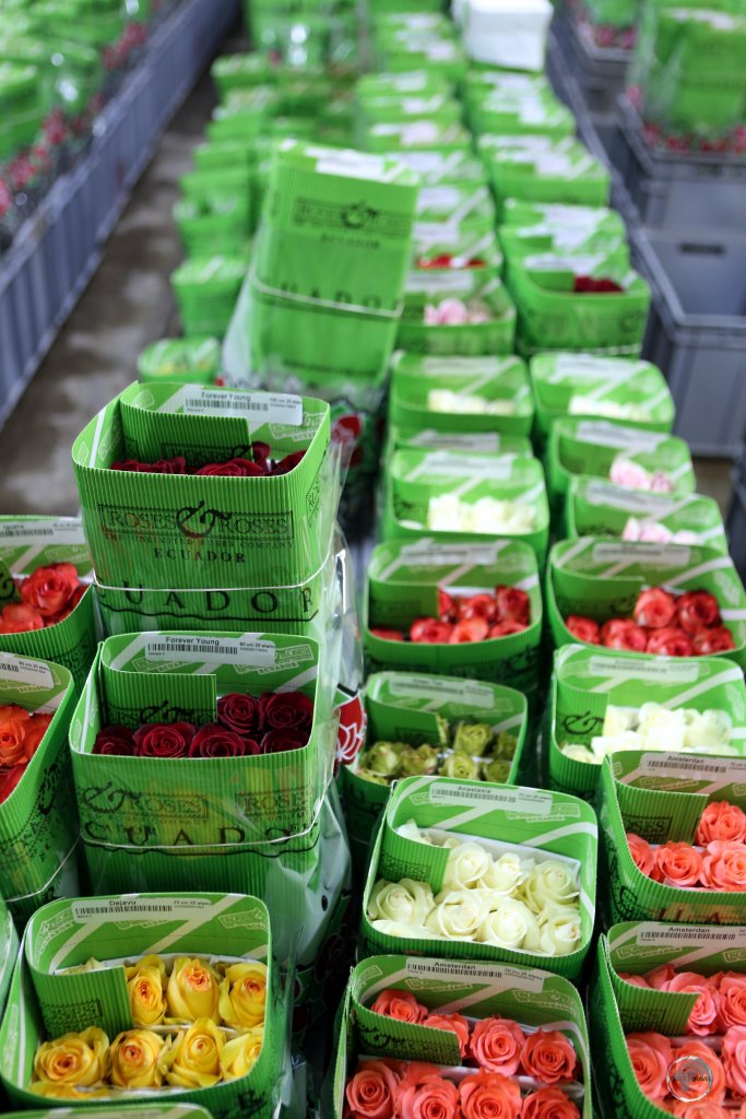 Ecuador is the third-largest cut flower export country in the world, with roses making up 74% of all exported flowers. Roses are grown on vast farms, at altitude, in central Ecuador.