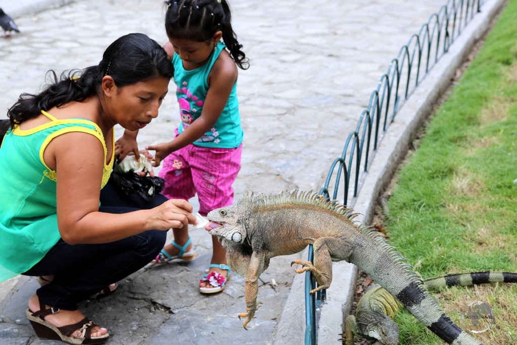 Located in downtown Guayaquil, Parque Seminario, colloquially known as 'Iguana Park' is home to a large number of land iguanas who roam its lawns and pathways, waiting to be fed by the locals.