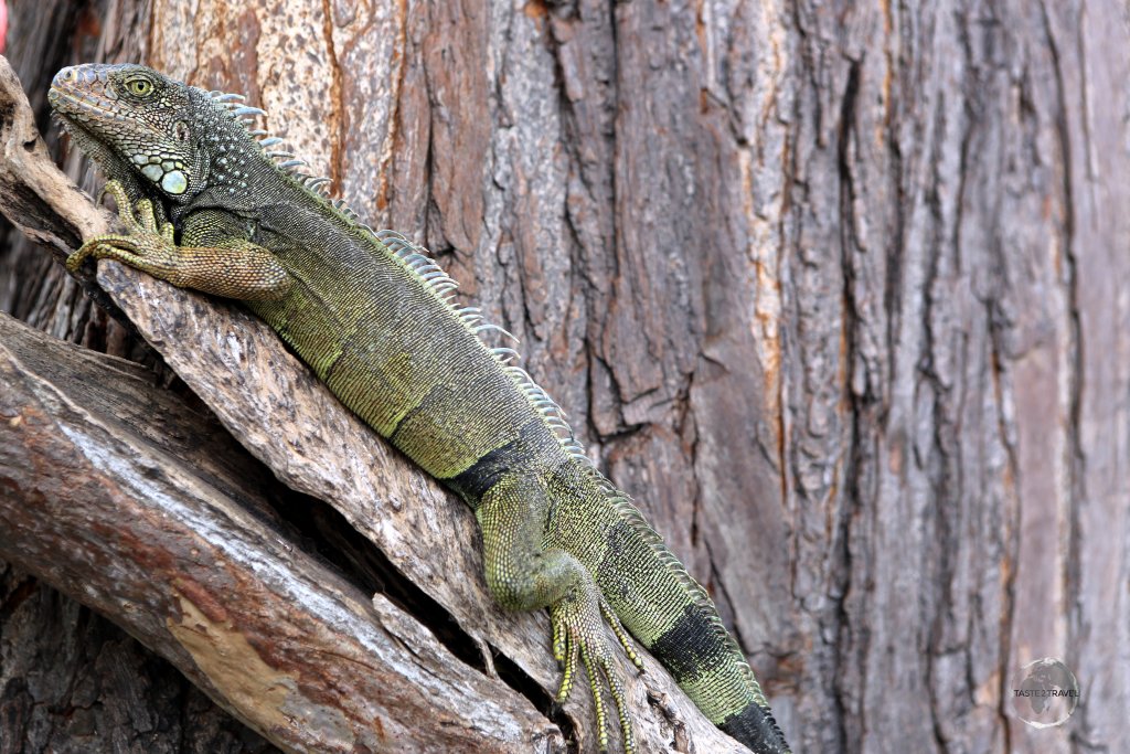 There's no shortage of lazy, lounging, land iguanas at Parque Seminario in downtown Guayaquil, Ecuador.