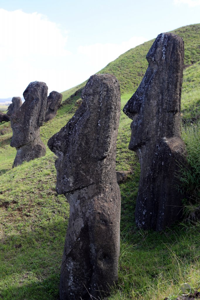 Many completed statues remain on the slopes of Rano Raraku volcano. Once the island became deforested, the statues, which were moved using logs, were unable to be transported.