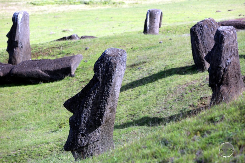 Many statues at Rano Raraku are buried halfway or more into the ground with all featuring a submerged torso, an example of which can be seen on the fallen statue on the left of this photo.