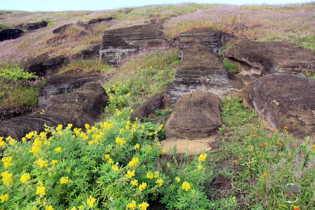 The rough form of incomplete moai lie in place at Rano Raraku quarry.